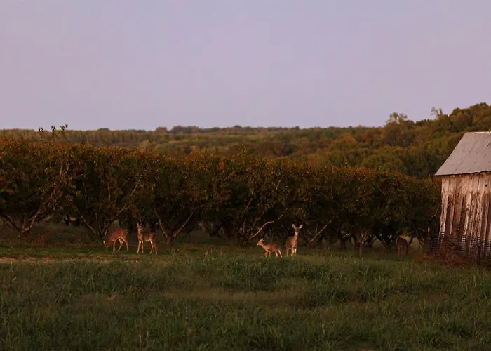 Rendelman Orchard's Farm Alto Pass